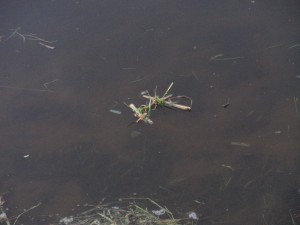 Welpen - Kamp - 2015 (11)