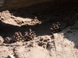 Welpen - Kamp - 2015 (79)